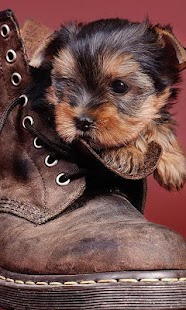 How to download Yorkshire Terriers Jigsaw Game 1.0 apk for laptop