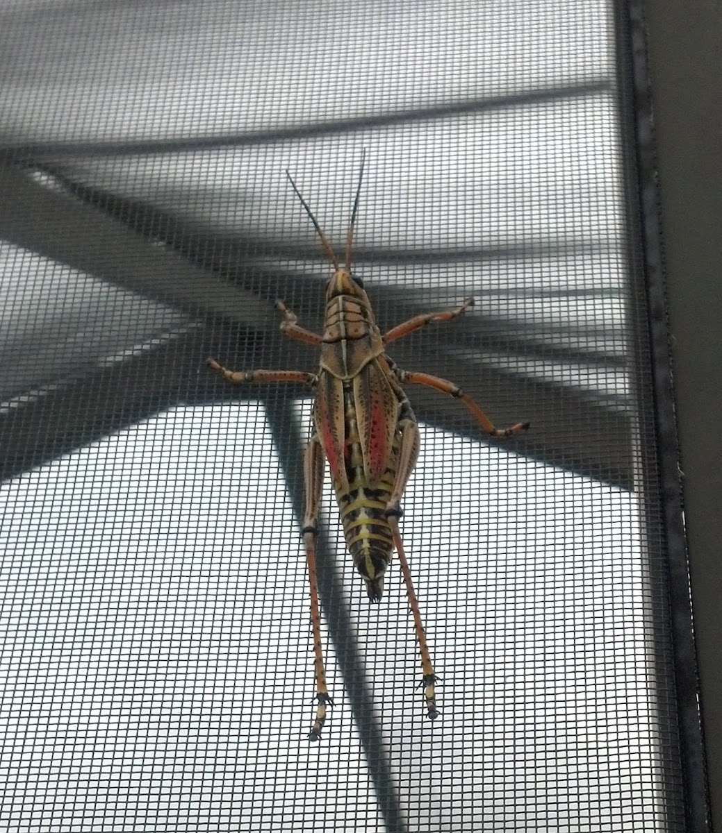 Eastern Lubber Grasshopper