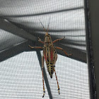 Eastern Lubber Grasshopper