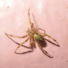 Barn spider