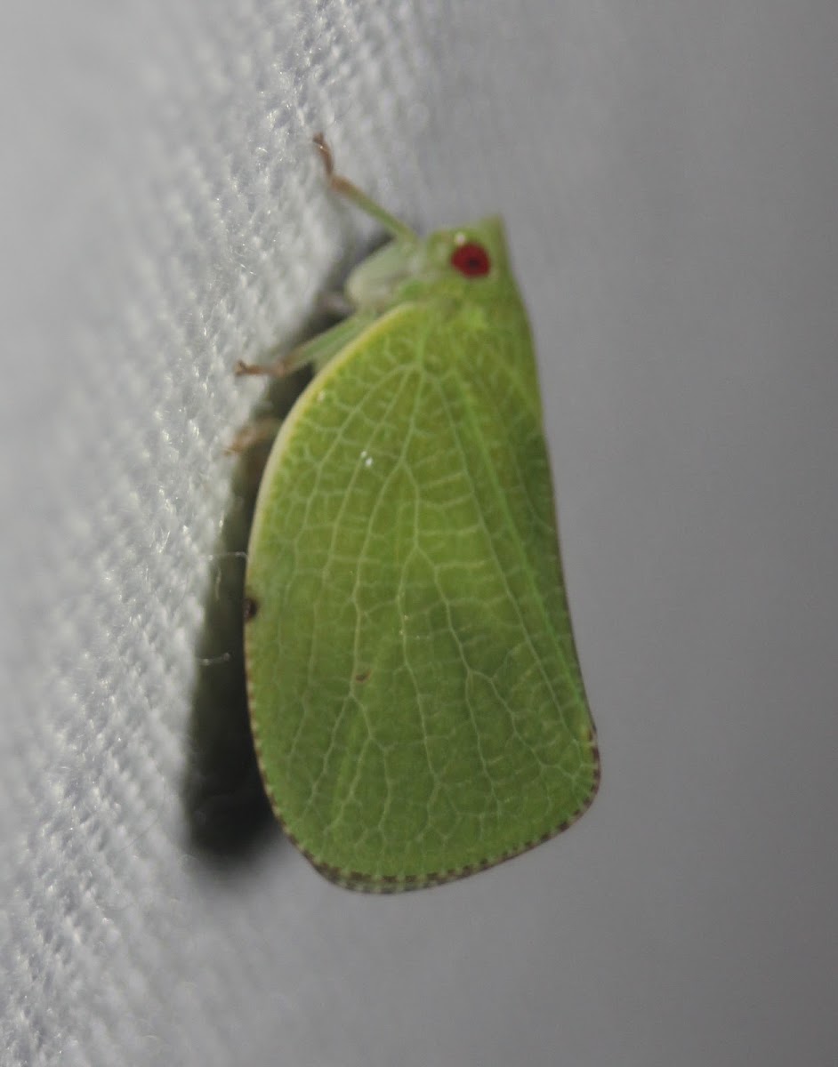 Acanaloniid Planthopper