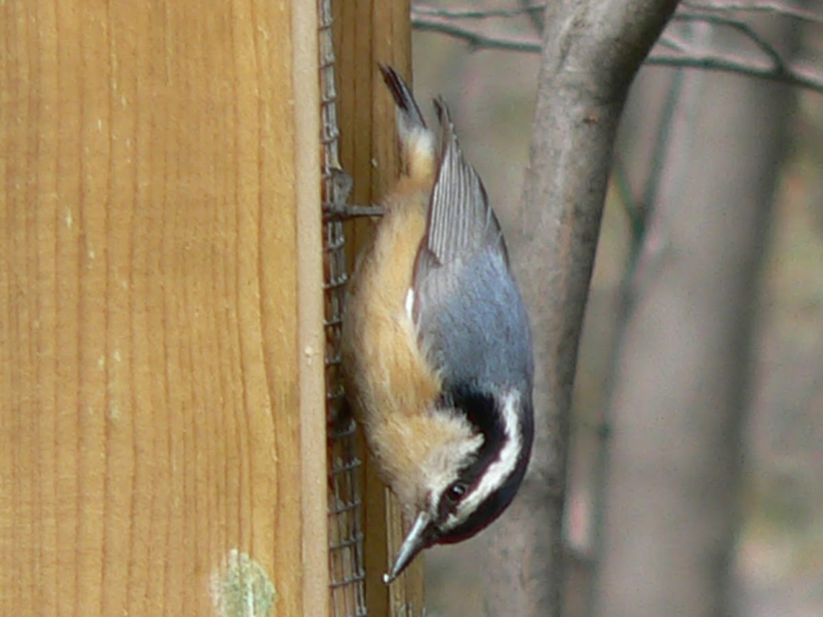 Red-Breasted Nuthatch