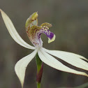 Leafless Orchid