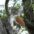 White Browed Coucal