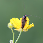 Dusky Cockroach