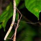 Stick insect