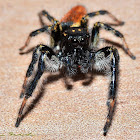 Jumping spider