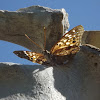 Hackberry Emperor