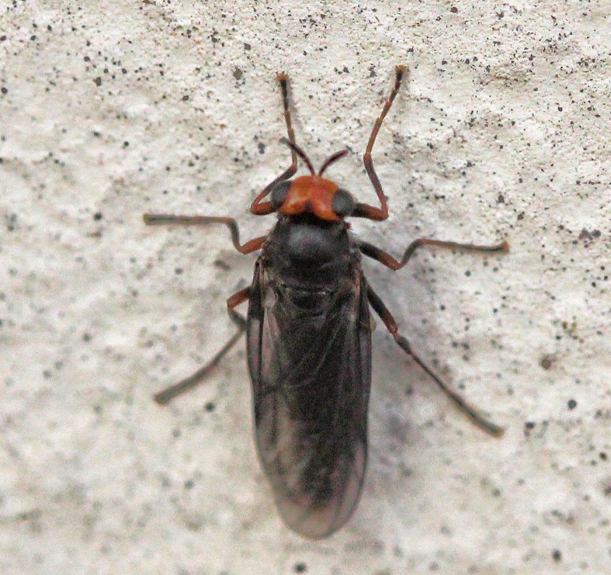 Sugarcane Soldier Fly