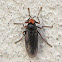 Sugarcane Soldier Fly