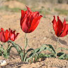 Desert Tulip