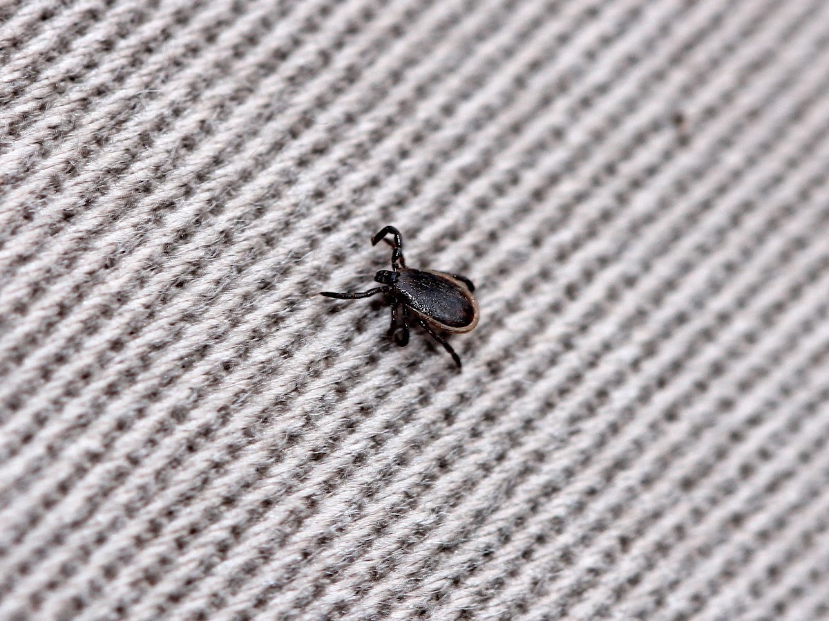 Blacklegged Tick (Male)