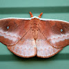 Emperor Moth