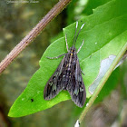 Psilopleura Moth