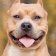 Download Pit Bulls Dog New HD Wallpapers For PC Windows and Mac 1.0