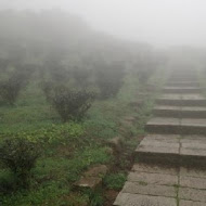 台灣農林熊空茶園