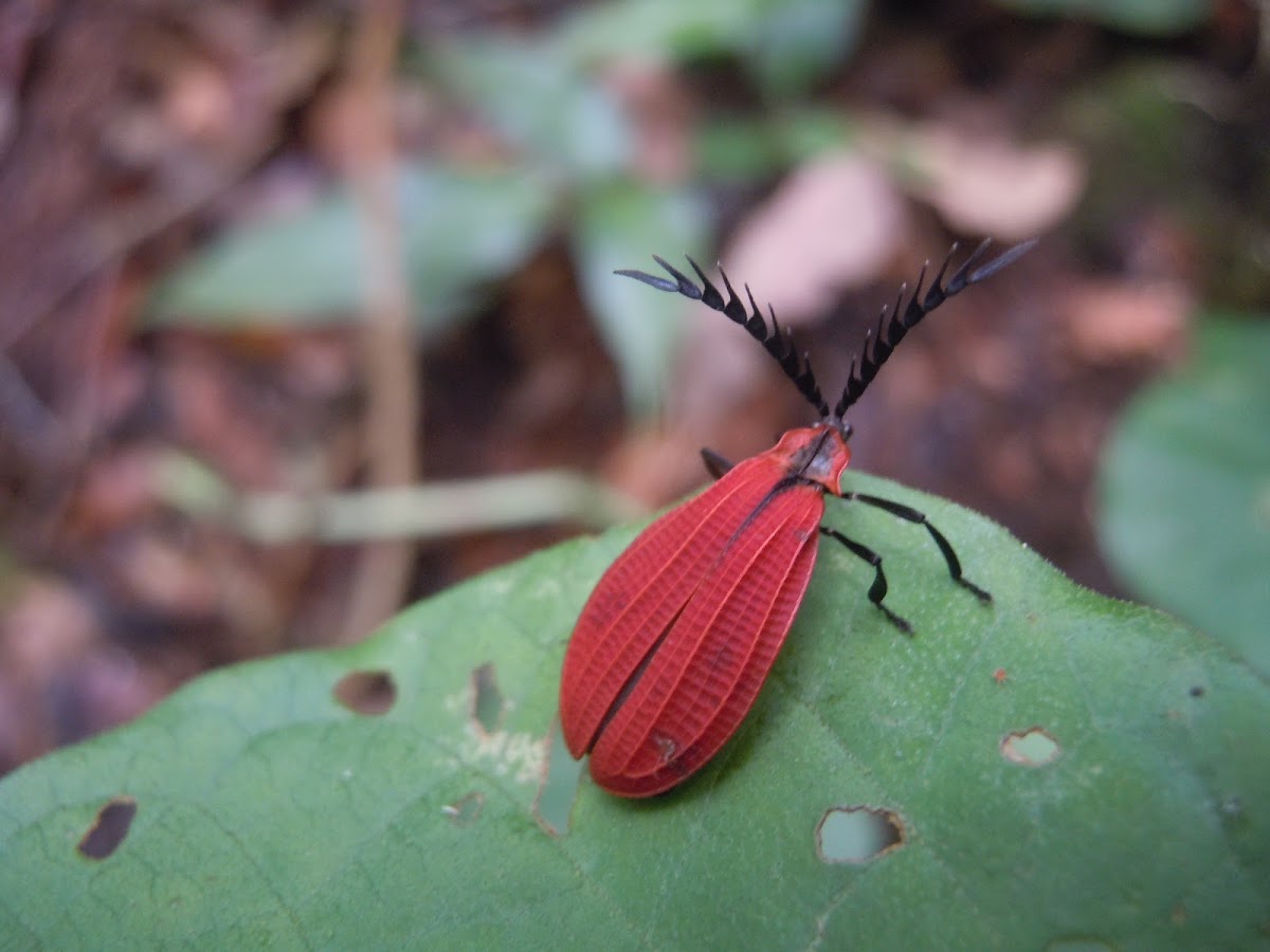 Net-winged beetle