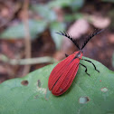 Net-winged beetle