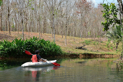 Paddle along the Sra Kaew river surrounded by rubber plantations