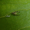 Crapemyrtle Aphid