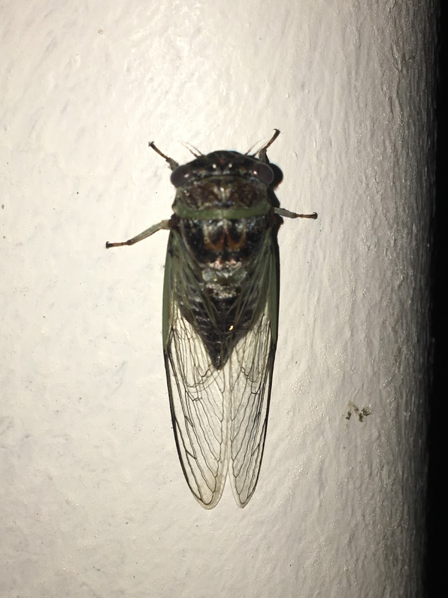 Davis' Southeastern Dog-Day Cicada