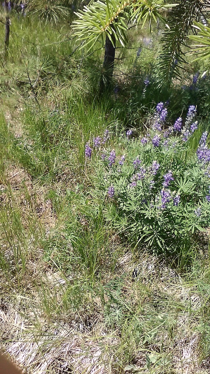 prairie lupine