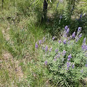 prairie lupine