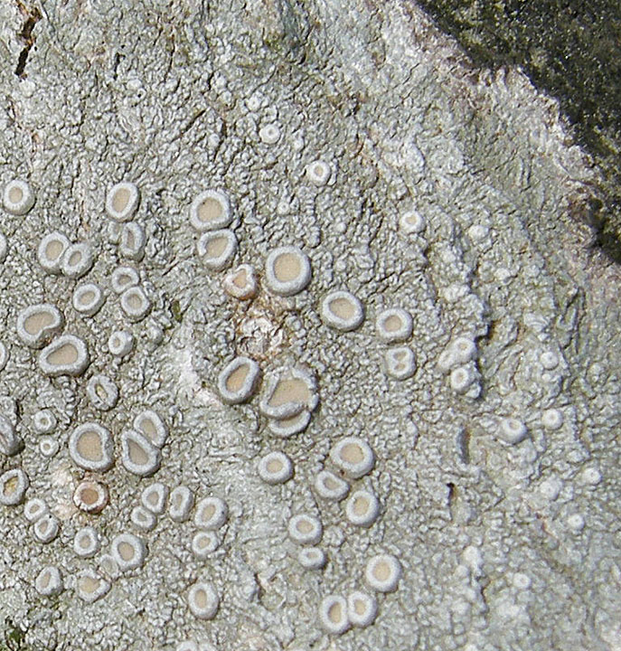 Ochrolechia africana