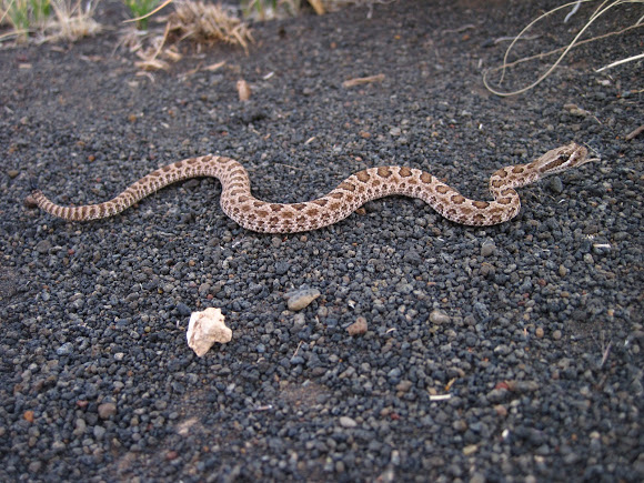 A baby prairie rattlesnake. Trust your intuition to make split second decisions