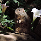 Rock Squirrel