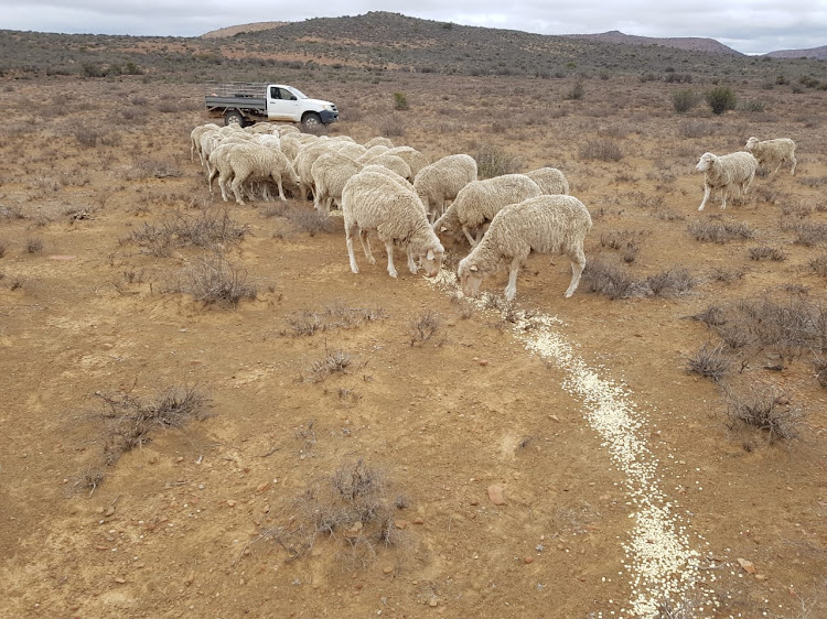 Drought has affected sheep wool producers in the Eastern Cape