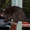 Short-eared Mountain Possum