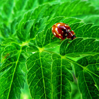 Motivo (la coccinella) su pattern  (la felce) di 