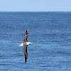 Black-browed Albatross