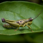 Hippariacris Grasshopper (female)