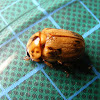 Scarab Beetle