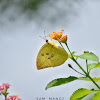 Common Emigrant ♀