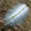 Stinging Nettle Slug caterpillar