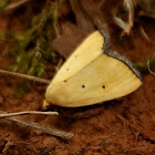 Black-bordered lemon moth