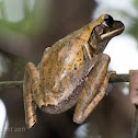 Common tree frog