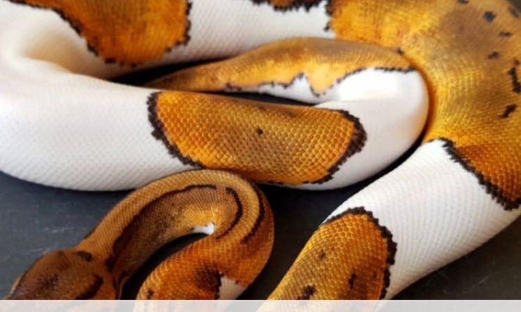 Pied Banana Ball Python Appearance