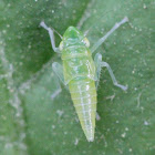 leaf hopper larva