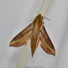 Macroglossine Sphinx Moth / Sphingid Moth