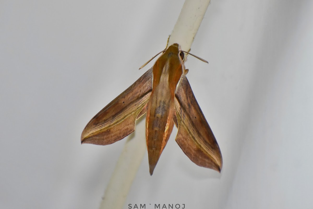 Macroglossine Sphinx Moth / Sphingid Moth