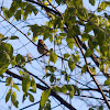 Black-throated Green Warbler