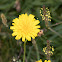 Mouse-ear Hawkweed