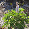 Sky Blue Lupin