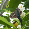 Long-tailed Skipper