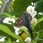 Long-tailed Skipper