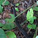 Eastern Rat Snake